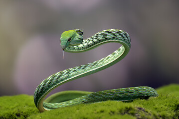 Green vine snake in attacking position