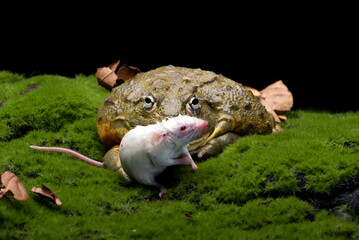 African bull frog eating a mouse as  its prey