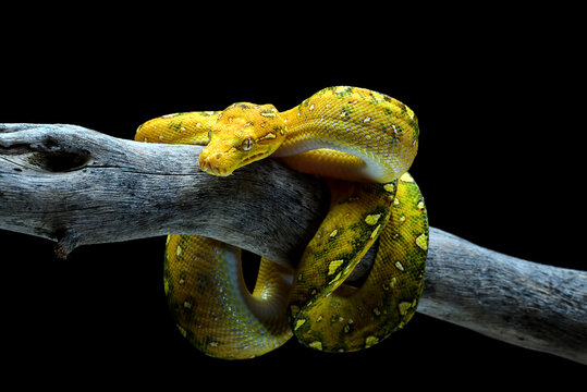 Green tree phyton coiled around a tree branch