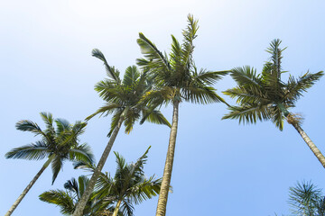 Obraz na płótnie Canvas Palm Trees Against Blue Sky