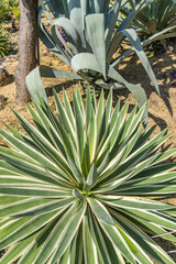 Sharp pointed agave plant leaves
