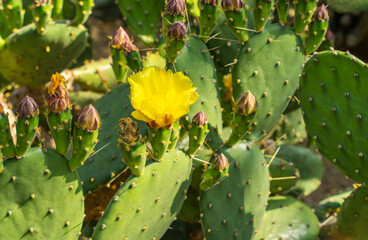 Flower on top of a Green Cactus in the Desert