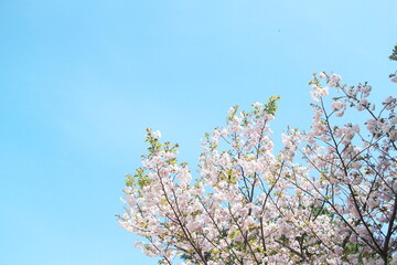可愛い八重桜が咲く空