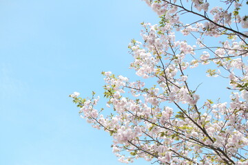 青空に向かって開花する八重桜