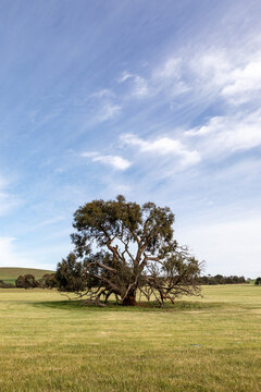 single tree in green paddock