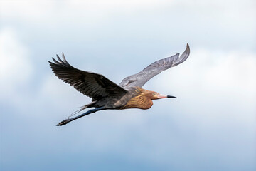 A reddish egret bird flies with wings spread over Ding Darling National Wildlife Refuge on Sanibel Island in Southwest Florida.