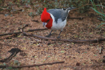 pirate red crested cardinal wandering among shrubs in Maui Hawaii