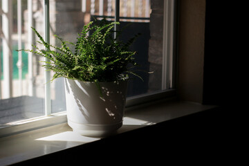 fern plant in white pot on window sill with dark copy space