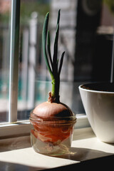 green onion plant in a glass with water on window sill, blurred background