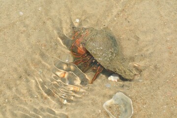 Selective focus of large hermit crabs on the beach in the summer morning. Animal and nature background concept.