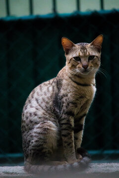 cat outside
