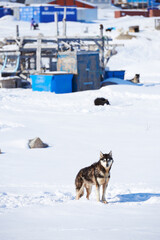 Naklejka premium Sled dogs in city of Ilulissat - Greenland. Sled dog - 7000 sled dogs in the city of Ilulissat, at city with a population of 4500 people, Greenland, Denmark. The month of May.
