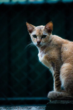 cat outside