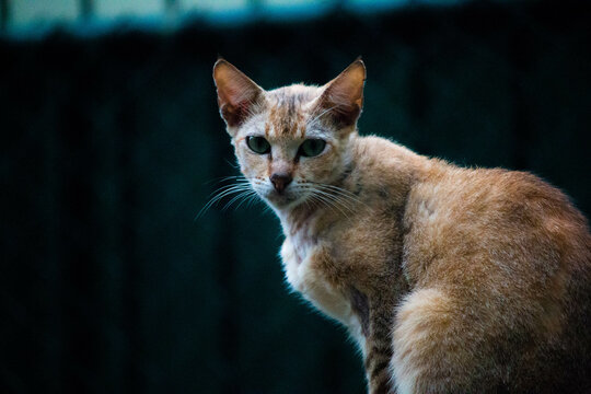 cat outside