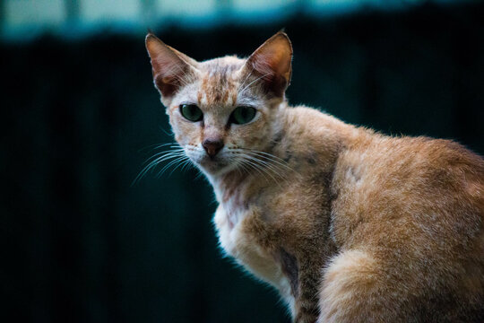 cat outside