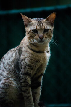 cat outside