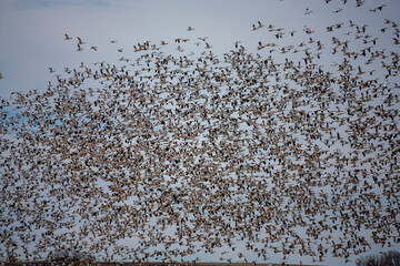 flock of birds
