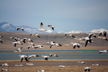 Annual Snow Geese Migration