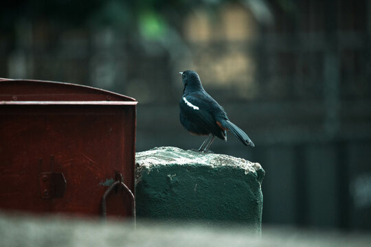 Little Bird