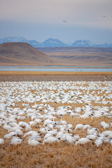 Annual Snow Geese Migration