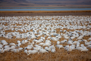 Annual Snow Geese Migration