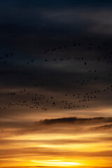 Annual Snow Geese Migration