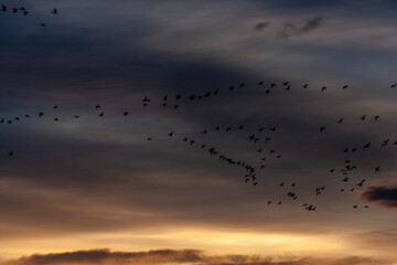 Obraz premium Annual Snow Geese Migration