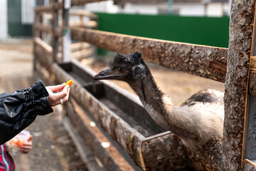 ostrich takes food from a woman's hand, feeding an ostrich at the zoo, ostrich eats