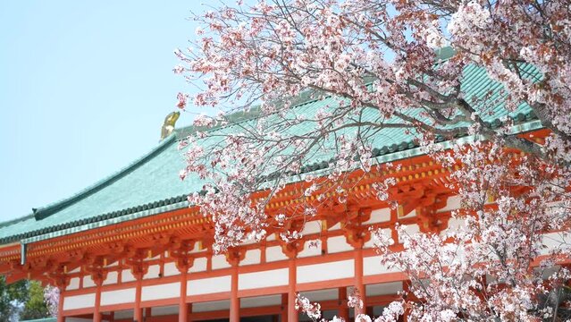 kyoto heianjingu temple Cherry Blossoms 2022(京都 平安神宮 桜 源氏物語 大河ドラマ 聖地)
