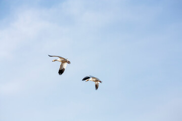 The Great Annual North American Snow Geese Migration