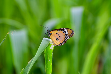 Monarch butterfly on green leaf.