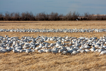 The Great Annual North American Snow Geese Migration