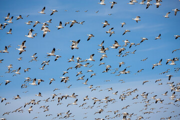 The Great Annual North American Snow Geese Migration