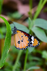 Monarch butterfly on green leaf.