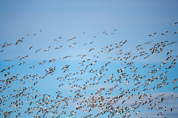 The Great Annual North American Snow Geese Migration