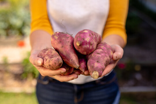 Midsection of caucasian mature woman showing sweet potatoes while standing in backyard