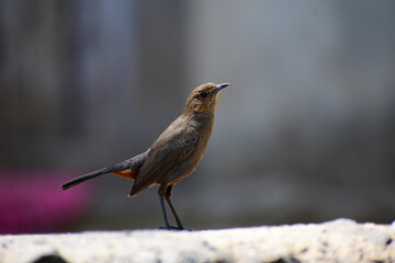 A beautiful Indian Robin birds.