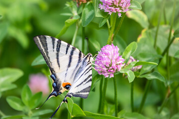 Beautiful Butterfly Scarce Swallowtail, Sail Swallowtail, Pear-tree Swallowtail, Podalirius. Latin name Iphiclides podaliriu. Butterfly collects nectar on flower.