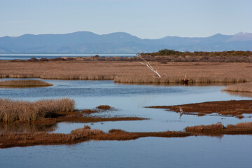 water inlet with Heron bird