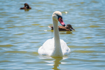 Graceful white Swan swimming in the lake, swans in the wild. Portrait of a white swan swimming on a lake.