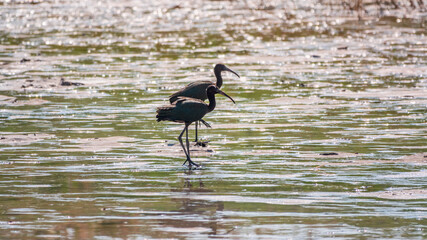 Pair of glossy ibis waterfowl, latin name Plegadis falcinellus, searching for food in the shallow lagoon.