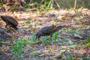 The common starling or European starling, Sturnus vulgaris, on a sprng lawn.