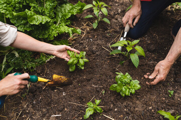 Cropped image of caucasian couple planting fresh saplings with hand tools in backyard