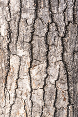 tree bark texture. Close-up of rough wooden leather. Cracked surface of dry log material.