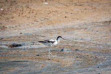 Water bird pied avocet, Recurvirostra avosetta, feeding in the lake. The pied avocet is a large black and white wader with long, upturned beak