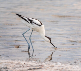 Water bird pied avocet, Recurvirostra avosetta, feeding in the lake. The pied avocet is a large black and white wader with long, upturned beak
