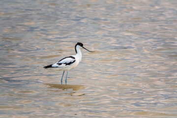 Water bird pied avocet, Recurvirostra avosetta, feeding in the lake. The pied avocet is a large...