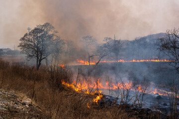 This photo shows a forest fire in Russia. The forest is on fire