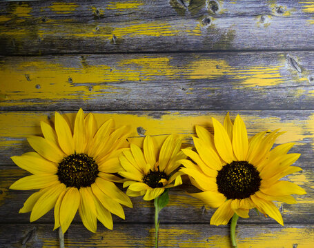 three yellow sunflowers leaning on rustic wood
