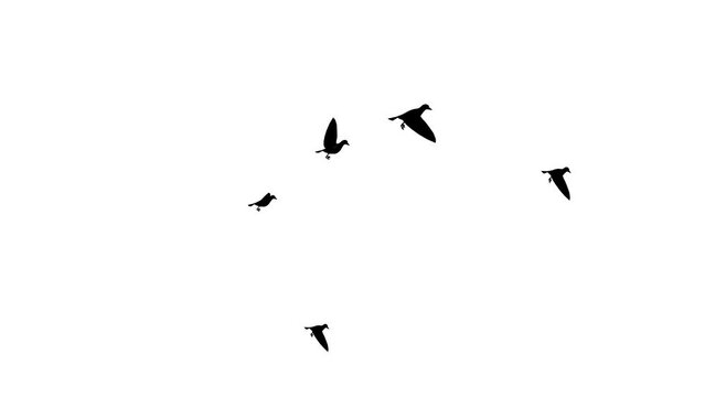 Birds flying against blue sky environment or ecology concept Loop Background Animation. Large Flock of Birds. A flock of birds against the sky. Gradually increasing the number of birds.